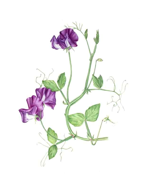 Lathyrus odoratus 'eclipse'