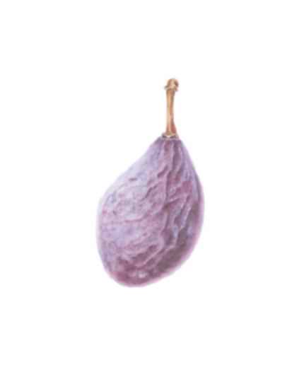 ~Experimentalfältets sviske~